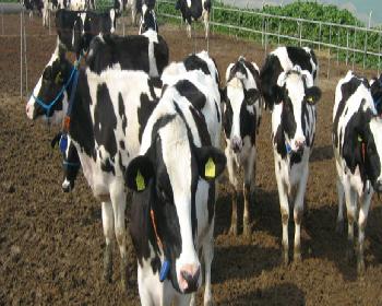 Hayvancılık Dairesi’Nden, Aflatoksin Açıklaması