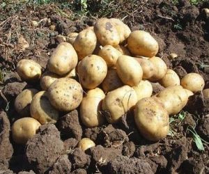 Patates Üreticilerine Tarım Bakanlığından Uyarı