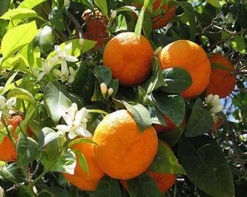 Cypfruvex, sıkmalık portakalları topluyor