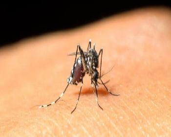 Sağlık Bakanlığı Batı Nil Virüsü İle İlgili Açıklama Yaptı