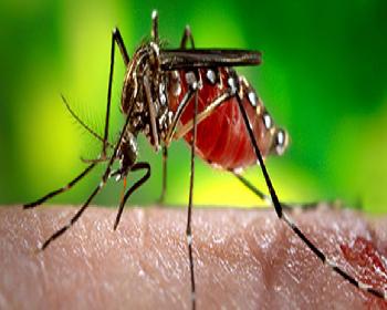 Veterinerler “Zika Virüsü” İçin Uyardı