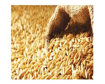 Arpa Fiyatlarında Artış Yok