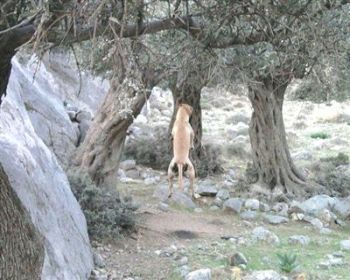Avcı Köpegini astı!
