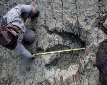 Bolivya&#39;da Bir Dinozorun Ayak İzi Bulundu