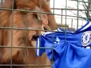 Chelsea formasını parçalayan Aslan