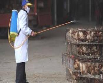 Çin&#39;de Kuş Gribi Tehlikesi