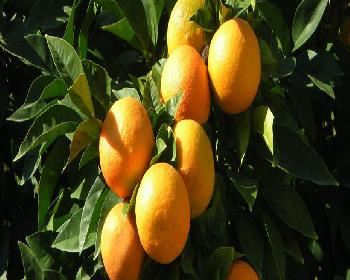 Cypfruvex’Ten Duyuru