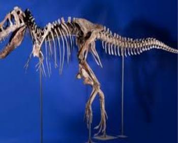 Dinozor İskeleti 1,2 Milyon Dolara Satıldı