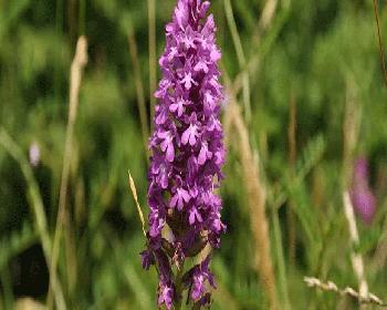 Gelenseksel “Orkide Vadisi Orkide Gözlem Yürüyüşü” 3 Mart Pazar Günü Gerçekleştirilecek