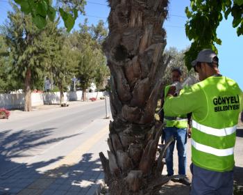 Gönyeli’De Palmiye Ve Hurmalar Korumaya Alınıp, Böceğe Karşı İlaçlanıyor