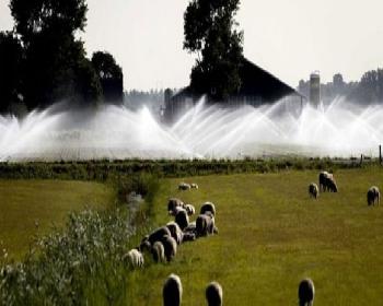 Hollanda’Da Cami Ve Kiliselerde Yağmur Duası