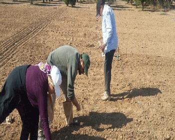 Kıbrıs Koşullarına Uygun İki Arpa Çeşidi 2020&#8217;de Ekilebilecek