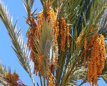 Kırmızı Palmiye Böceği İle Mücadele