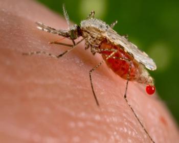 Kolombiya&#39;da 3 Binden Fazla Hamilede Zika Virüsü