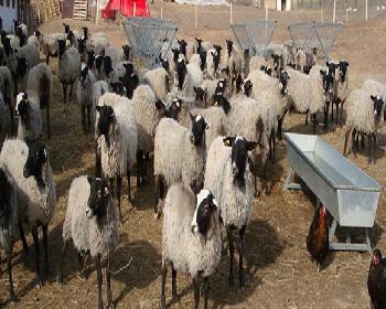 Küçükbaş Hayvan Üreticileri Endişeli