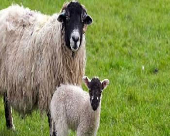 Küçükbaş Hayvan Üreticilerinden Kınama