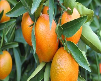 Laü İşbirliğinde Narenciyecilere Seminer