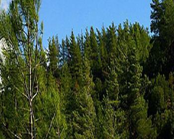 Orman Dairesi Uyardı: Ateş Yakmayın