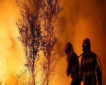 Orman Yangınlarında 36 Kişi Öldü