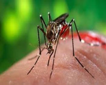 Porto Riko&#39;da Zika&#39;dan İlk Ölüm 