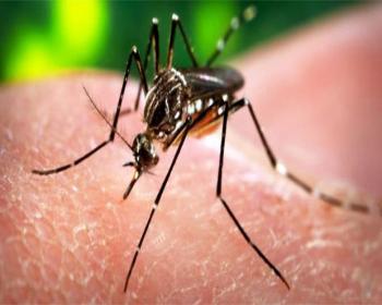 Porto Riko&#39;daki Zika Virüsü Vakalarında Ve Guillain-Barre Sendromunda Artış Görüldü