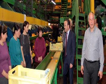 Şahali:narenciyede Dönüştürücü Adımları Atmak Temel Vazifemiz