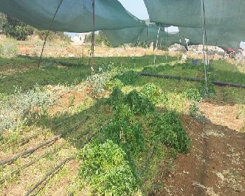 Sebze Ve Meyvelerde Denetim