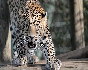 Sri Lanka&#8217;da Leoparın Saldırdığı Kişi Öldü