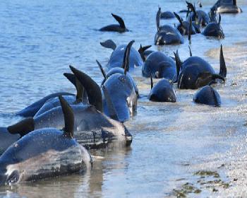 Yeni Zelanda’Da 145 Pilot Balina Karaya Vurdu