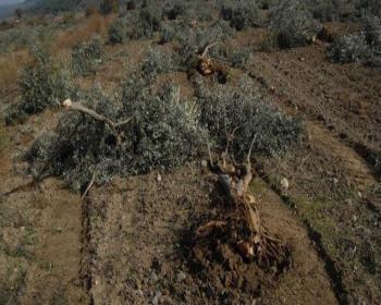 Zeytin Ağaçlarını Köklerinden Kesti