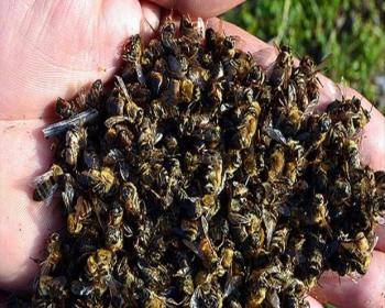 Zika Paniği Nedeniyle Milyonlarca Bal Arısı Öldürüldü