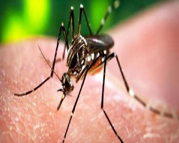 Zika Virüsü Alarm Verici Boyutlara Ulaştı