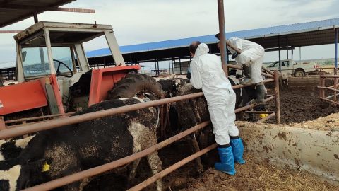 130 işletmede 17 bin 300 adet büyükbaş hayvanın aşılandı