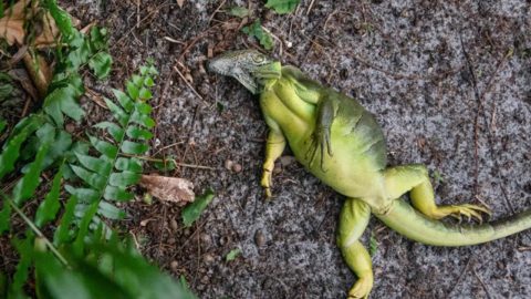 Gökten iguana yağdı. 1000 tanesi yerden toplandı