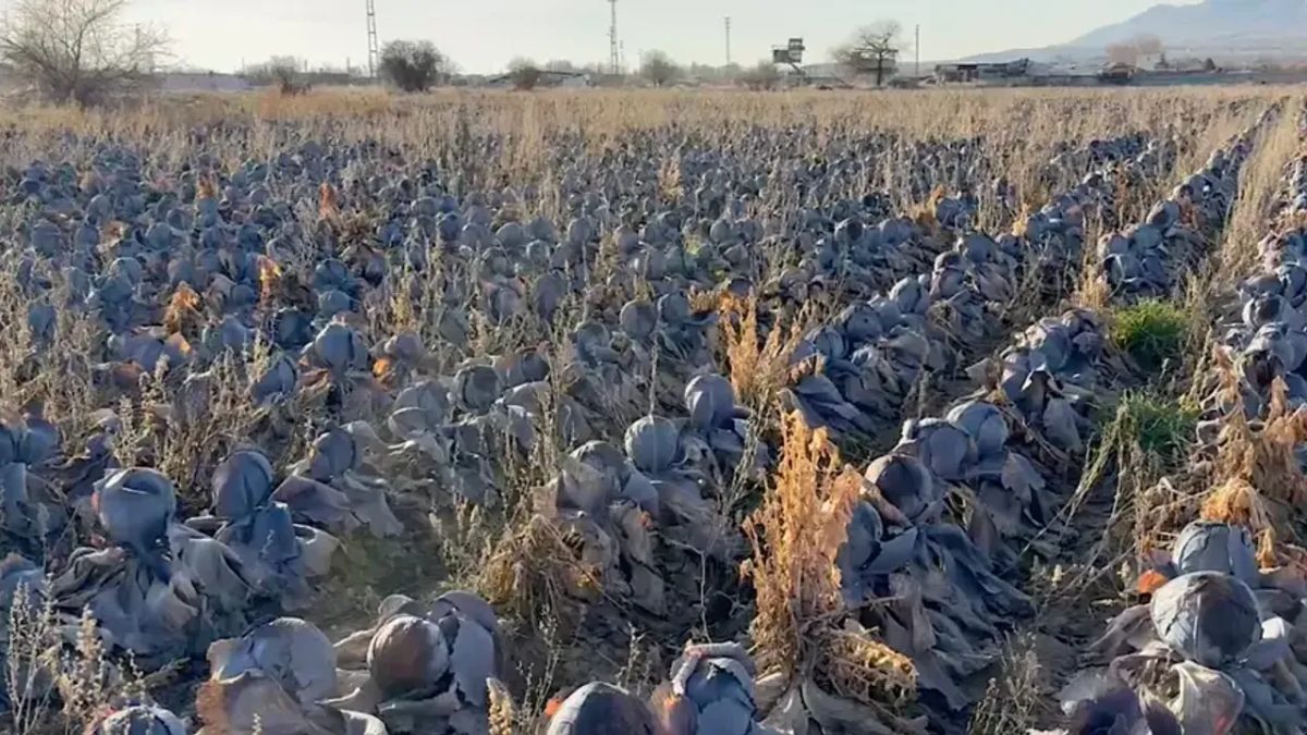 Pazarda tanesi 80 lira, 5 liraya almak istediler. Hepsi tarlada kaldı, kara kara düşünüyor