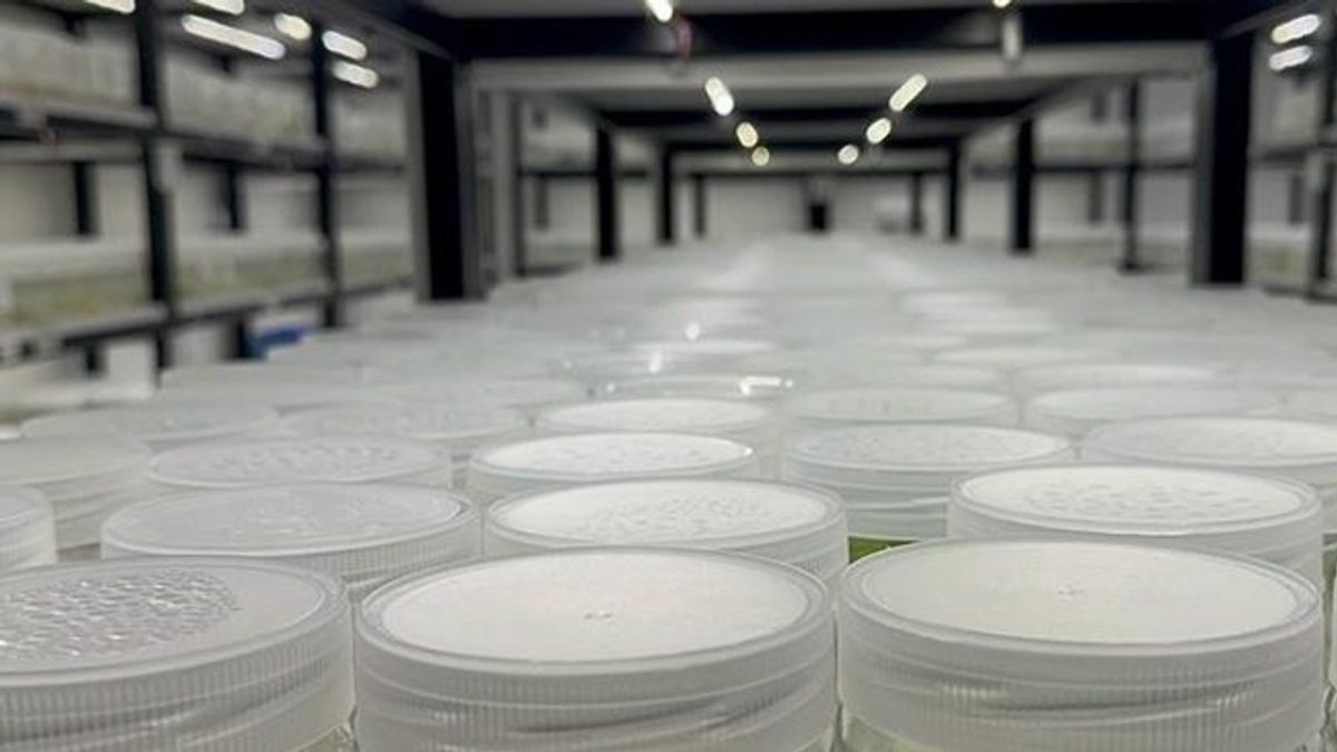 ABD'de "yasa dışı biyolojik laboratuvar" işletildiği şüphesiyle İsrail vatandaşı 1 kişi gözaltına alındı