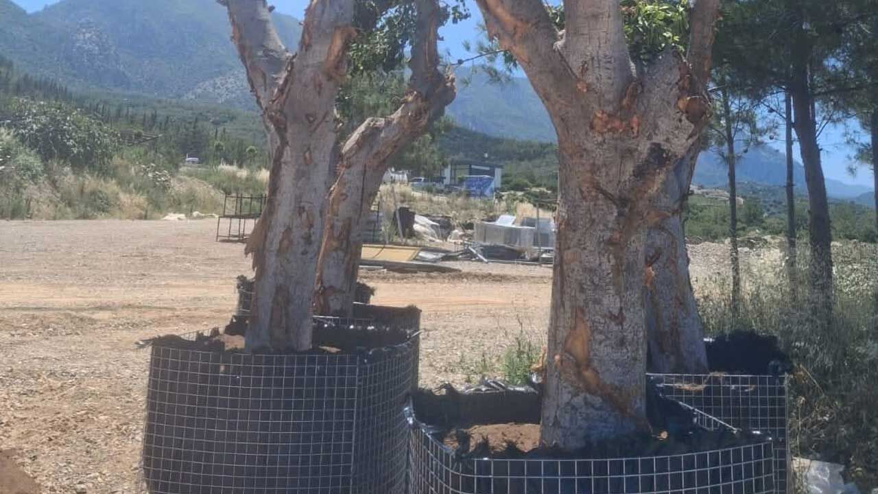 Şenkul, Ziya Rızkı Çarşı Projesi kapsamında caddedeki ağaçların sökülerek taşındığını söyledi