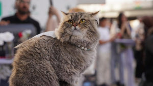 Vietnam’da kesilmek üzere çalınan yüzlerce kedi kurtarıldı