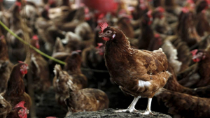 Kuş gribi son kıtanın da kapısını çaldı: H5N1 Avustralya’ya ulaştı