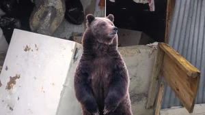 Bir günde 20 eve giren ayı yayla sakinlerini canından bezdirdi!