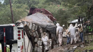 Texas’ta arı yüklü TIR devrildi: Milyonlarca bal arısı çevreye yayıldı