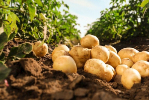 Patates üreticileri için itiraz süresi uzatıldı