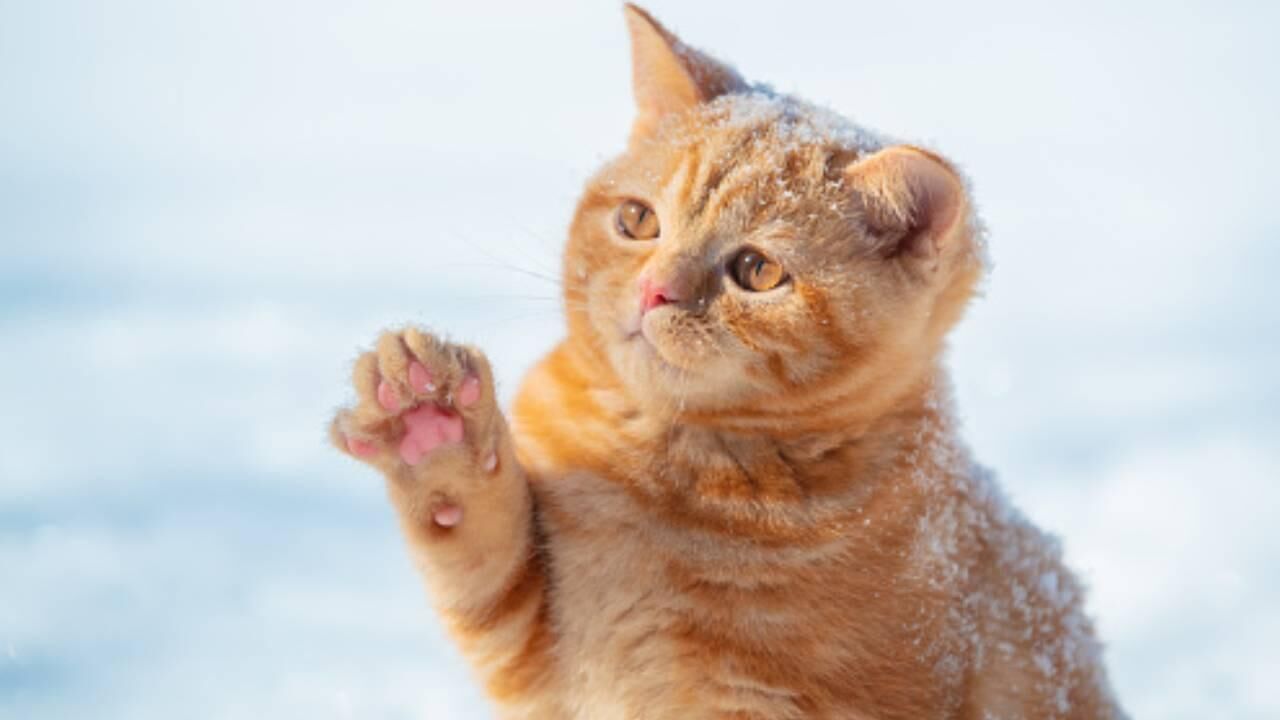 Yer Kozanköy: Hava tüfeğiyle kedi vurdu...