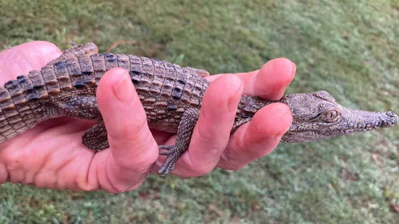 Evinde mermi ve yavru timsah bulundu, tutuklandı
