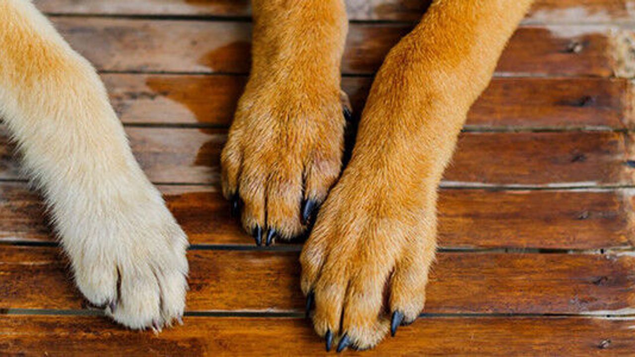 Başıboş bırakılan köpek bir kişiyi yaraladı