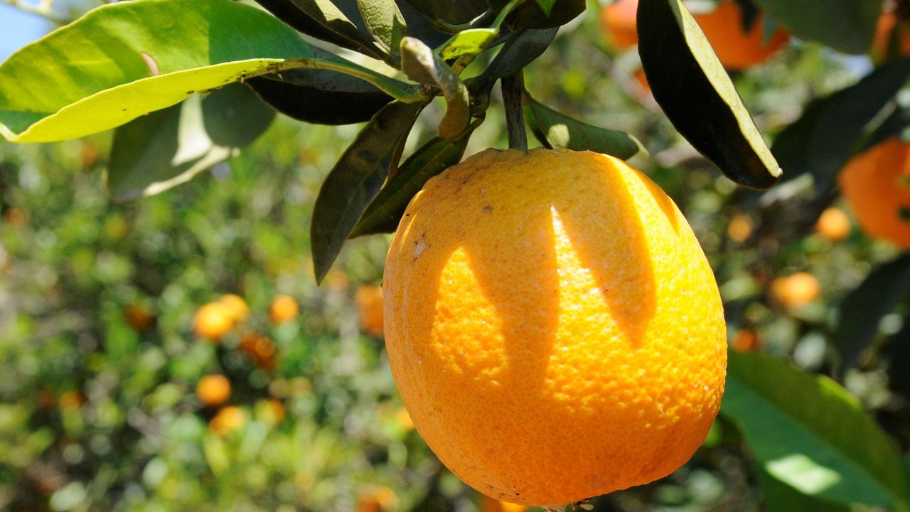 Narenciye Kesim Ekipleri Birliği ödeme talep etti