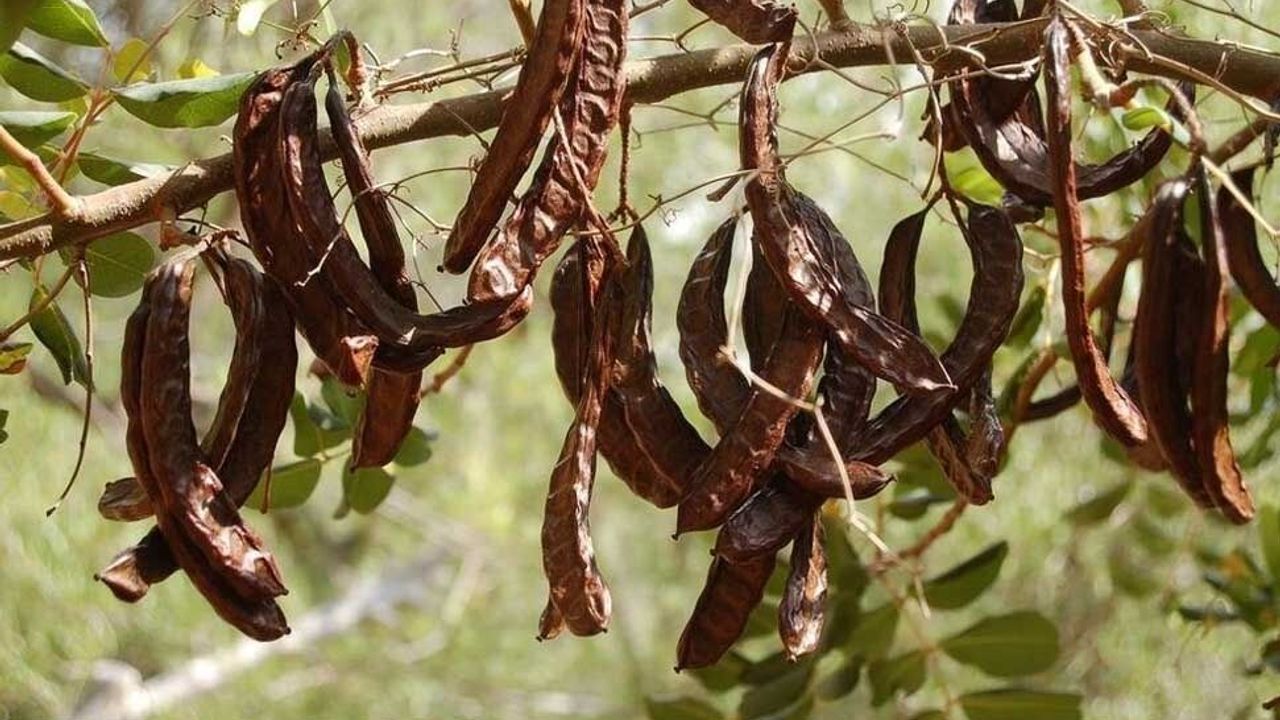 Girne için harnup toplama tarihi 17 Ağustos