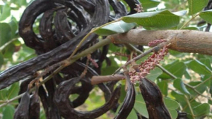 Lefke’de harnup ve erkenci zeytin hasadı 24 Ağustos, yerli zeytin hasadı 14 Eylül’de