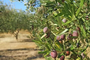 Lefkoşa’da zeytin hasadı 4 Eylül’de başlayacak