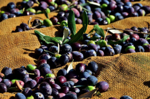 Gazimağusa ilçesi zeytin hasadı başlama tarihleri belirlendi